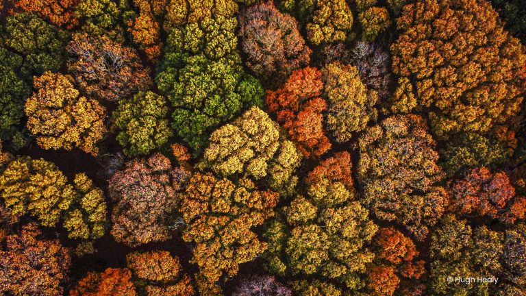 A view from above the trees, witnessing Autumns magnificent colour