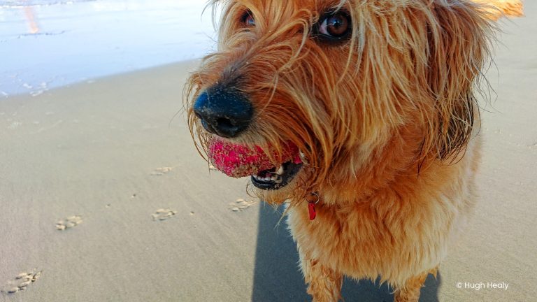 A friendly dog ready to play