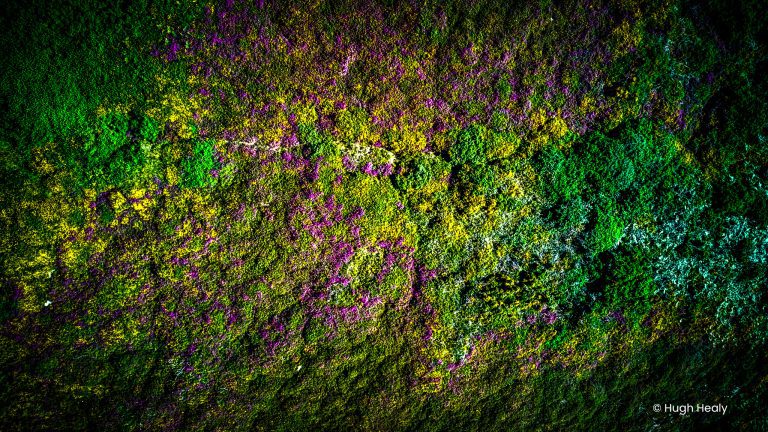A view from above the flowering Heather and Gorse
