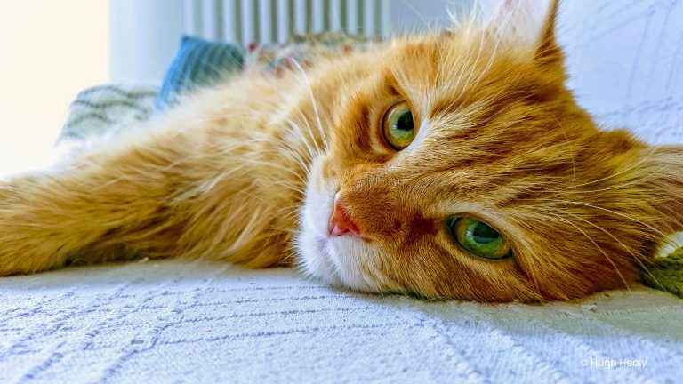 My good friend Siegfried the Magnificent